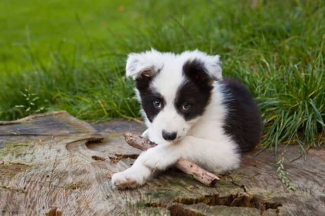 What would you name this adorable chap?