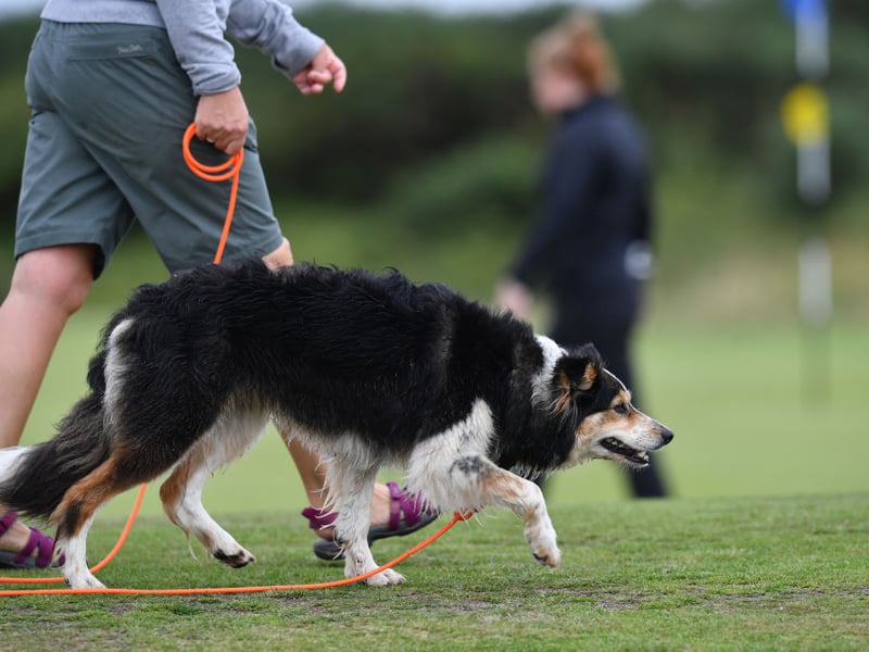 Jess takes fourth spot in the list of Border Collie names. It's a shortened form of the name Jessica, meaning 'god beholds'. 
