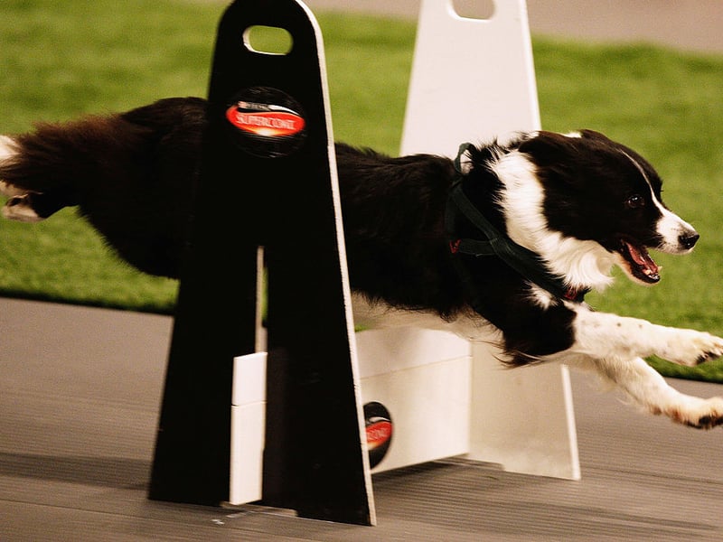 The seventh most popular name with Border Collie owners is Molly. In Hebrew the name means 'wished-for child'.