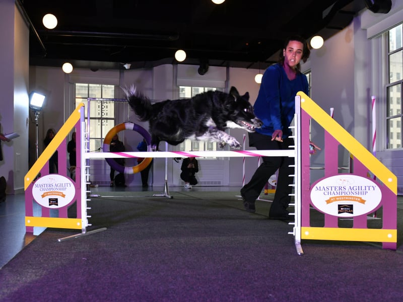 Taking the last podium place for the most common Border Collie names is Max. It's a shortened form of the Latin name Maximilian, meaning 'the greatest'.