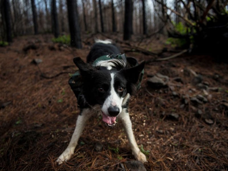 Luna is one of the most popular dog names in the world, and is also a favourite for Border Collies. It's a Latin name, meaning 'moon'.