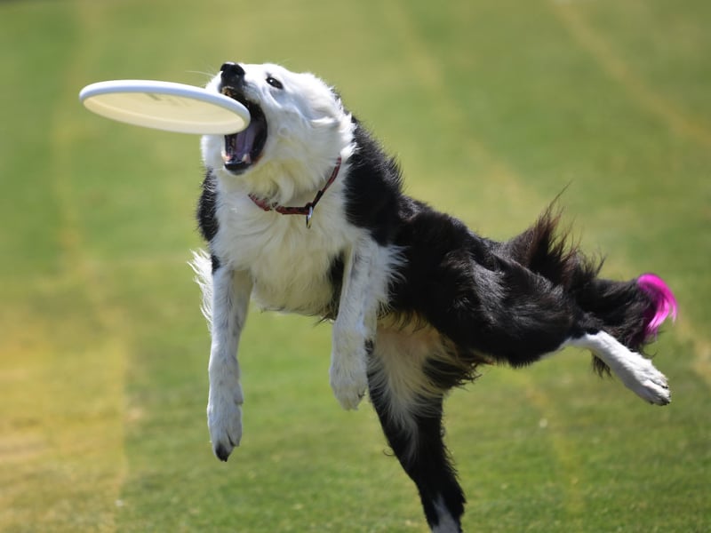 A lovely name for a lovely dog, Bella is sixth in our list. It's an Italian name, meaning 'beautiful'.