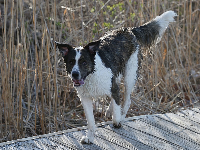 Completing our list of the ten most popular Border Collie names is Buddy. It's an English name, simply meaning 'friend'. 