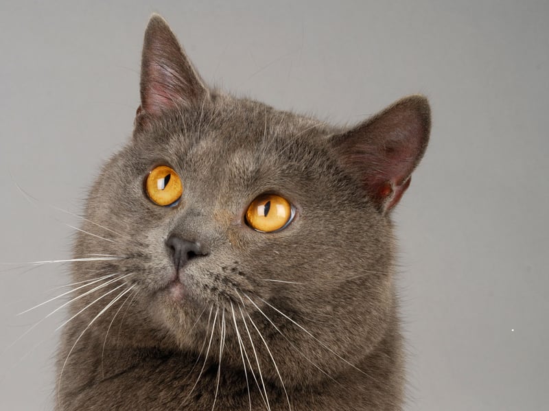 The Chartreux is a quiet, gentle, and loyal cat that are happy in their own company - affectionate but not often clingy. That beautiful coat is low maintenance and they remain calm at all times - there are no negative traits that should be of concern to an inexperienced new cat parent.