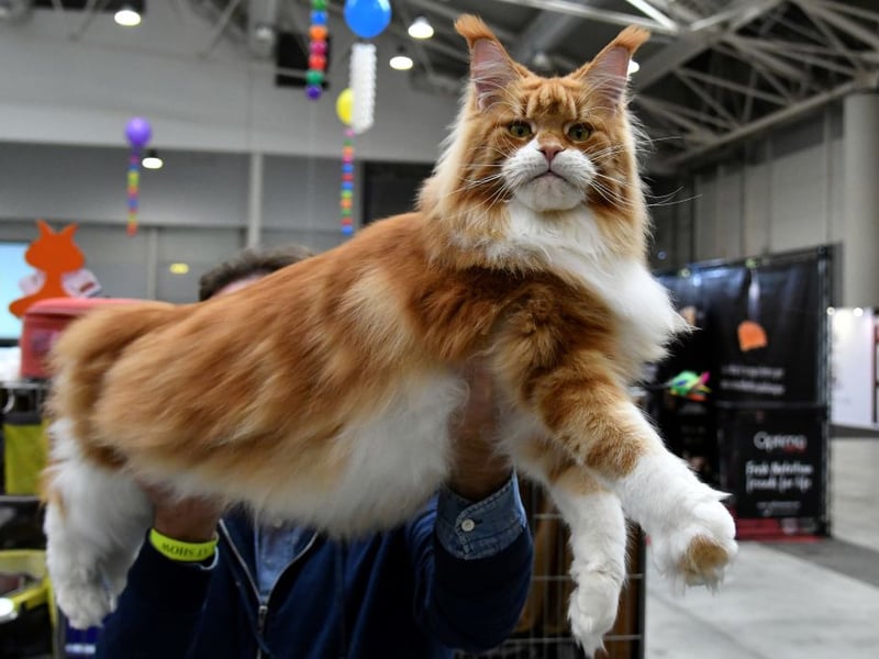 If you're looking to 'go large' for your first cat then the Maine Coon could be the feline for you. Gentle, playful, and affectionate - they easily make friends with both children and other pets, making them beginner-friendly. Their grooming needs are moderate, but their personalities make it worthwhile.
