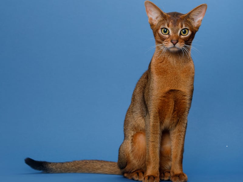 Abyssinians are curious, playful, and intelligent. They enjoy climbing and exploring but adapt well to engaged households. That glorious short coat requires little grooming so you'll not need appointments at the local pet parlour. 