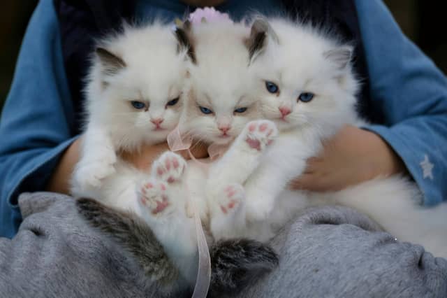 Some breeds of cat are perfect for first time owners.