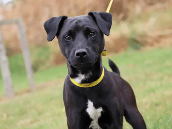 Winston is looking for a peaceful home with patient adopters who can help him to grow in confidence. He’s led a sheltered life so will need gradual, positive, exposure to every day-to-day situations and socialisation. A home with a garden is preferred so he can have a safe space to enjoy the outdoors until he’s ready to head out and explore the neighbourhood.
