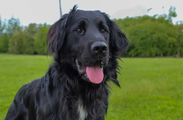 Meet the fabulous Jack, ready to find a home to call his own. He’s a big, excitable softy who adores spending quality time with his people. He’s looking for a family who have minimal leaving hours or has a support network as he adores company. He can live with teenagers who don’t mind his bouncy ways and would prefer to be only dog in the home as he needs a bit extra training around other dogs.