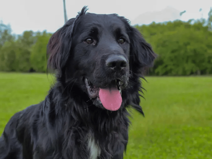 Meet the fabulous Jack, ready to find a home to call his own. He’s a big, excitable softy who adores spending quality time with his people. He’s looking for a family who have minimal leaving hours or has a support network as he adores company. He can live with teenagers who don’t mind his bouncy ways and would prefer to be only dog in the home as he needs a bit extra training around other dogs.