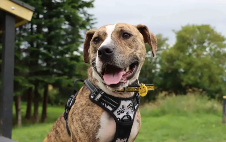 Bracken is a beautiful girl bursting with energy, affection and potential. She’s looking for an active family who enjoy getting out and about on adventures with their dog. Being up on the moors is one of her favourite places to be exploring. Training will be on going so supportive adopters who are happy to continue this and help her blossom even more will be ideal.