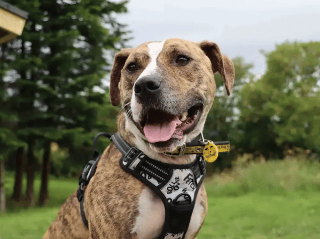 Bracken is a beautiful girl bursting with energy, affection and potential. She’s looking for an active family who enjoy getting out and about on adventures with their dog. Being up on the moors is one of her favourite places to be exploring. Training will be on going so supportive adopters who are happy to continue this and help her blossom even more will be ideal.