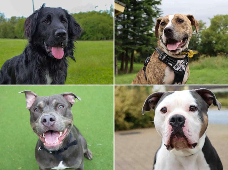 All these dogs are searching for their forever homes.