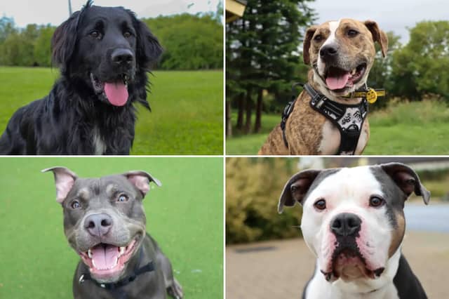 All these dogs are searching for their forever homes.