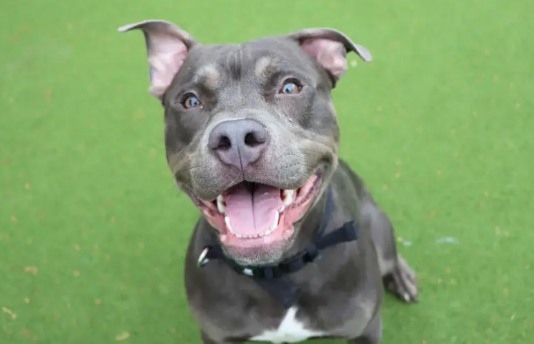 Kevin is ready to find his new forever home. He’d love to be included in everyday family life, joining on days out together, playtimes in the garden and downtime on the sofa. His new family will need to be prepared for continuing some basic training including building up any alone time and starting house training.