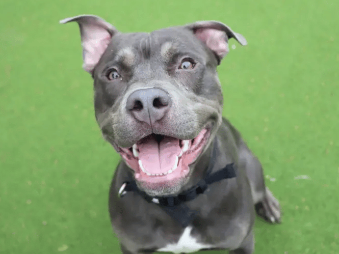 Kevin is ready to find his new forever home. He’d love to be included in everyday family life, joining on days out together, playtimes in the garden and downtime on the sofa. His new family will need to be prepared for continuing some basic training including building up any alone time and starting house training.