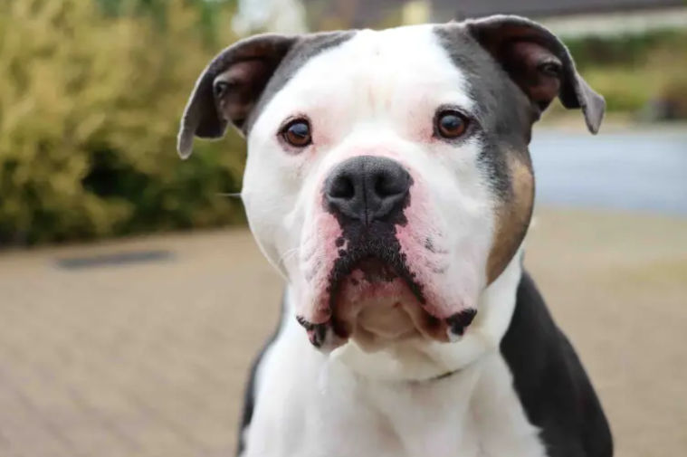 Moose is a big bouncy lad ready to find a family to call his own. His new family will need to be around most of the day whilst he settles into home life. House training has previously been done although any time away from his humans will need building up. Toys are a big passion of Moose’s so he may need some management in place to be able to enjoy these fun times appropriately.