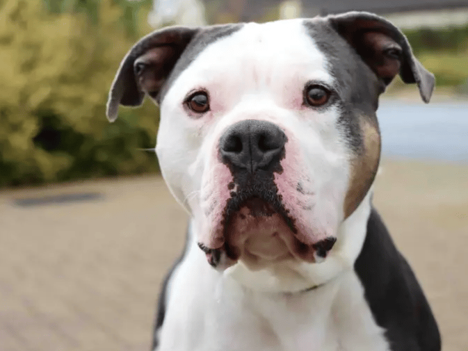 Moose is a big bouncy lad ready to find a family to call his own. His new family will need to be around most of the day whilst he settles into home life. House training has previously been done although any time away from his humans will need building up. Toys are a big passion of Moose’s so he may need some management in place to be able to enjoy these fun times appropriately.