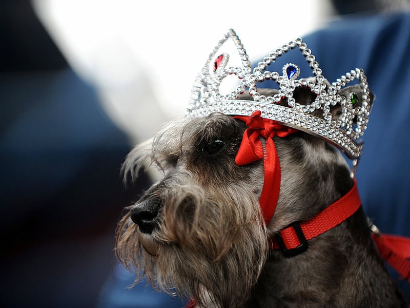 Hugo is the ninth most popular name with Schnauzer owners. It's a Germanic name meaning 'mind'.