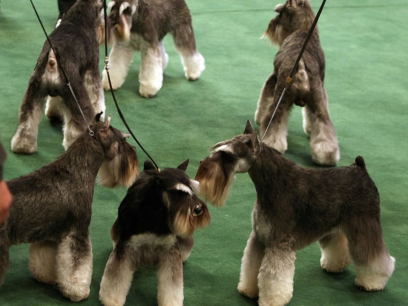 The Old English name of Alfie is fourth most popular with Schnauzer owners. It means 'wise elf'. 