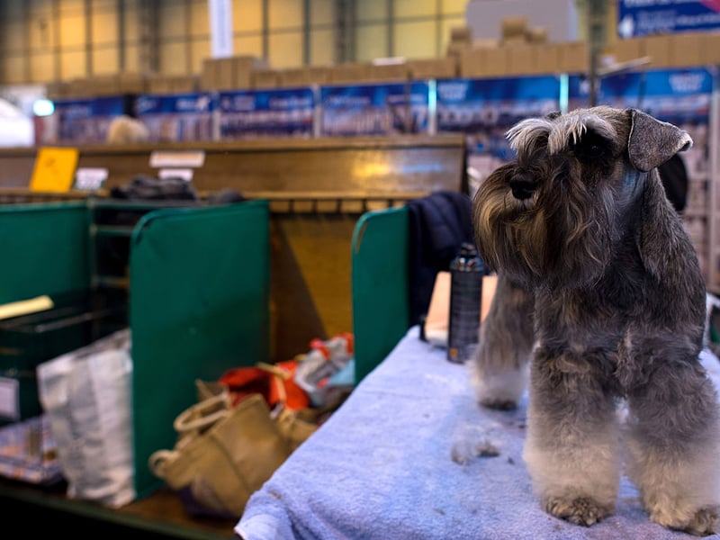 Luna is one of the most popular names for all breeds of dog - and Miniature Schnauzer owners are no different. It's a Latin name that means 'moon'. 