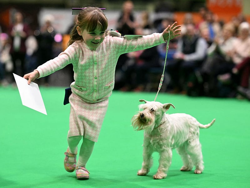 Second spot for Miniature Schnauzer names goes to Monty. It's a shortened version of the Anglo-Saxon name Montgomery, meaning 'of the mountain'.