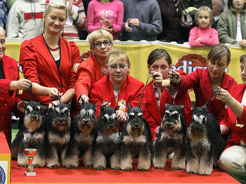 Mabel is popular enough to land seventh spot for Miniature Schnauzer names. It's a great Biblical name for the adorable dog - meaning 'lovable and dear'.