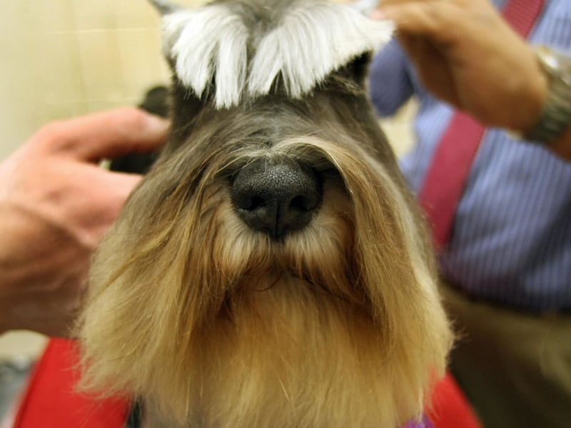 A less cheery name for Miniature Schnauzers, but still popular with owners, is Lola. It's a Spanish name, meaning 'sorrows'. 