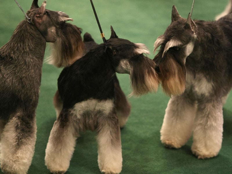 Ruby completes the top 10 most common Miniature Schnauzer names. From the precious gemstone of the same name, it simply means 'red'.
