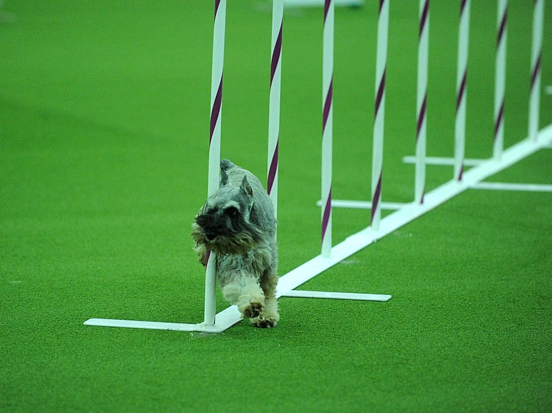Completing the five most common Miniature Schnauzer names is Bertie. It's an Old German name meaning 'noble and bright'.