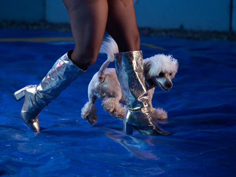 Miss Belen performs some heelwork tricks with her toy poodle. Circus Mondao is in Thornton Cleveleys at the Norcross Car Boot Site until Sept 6th 2026. Photo: Lucinda Herbert