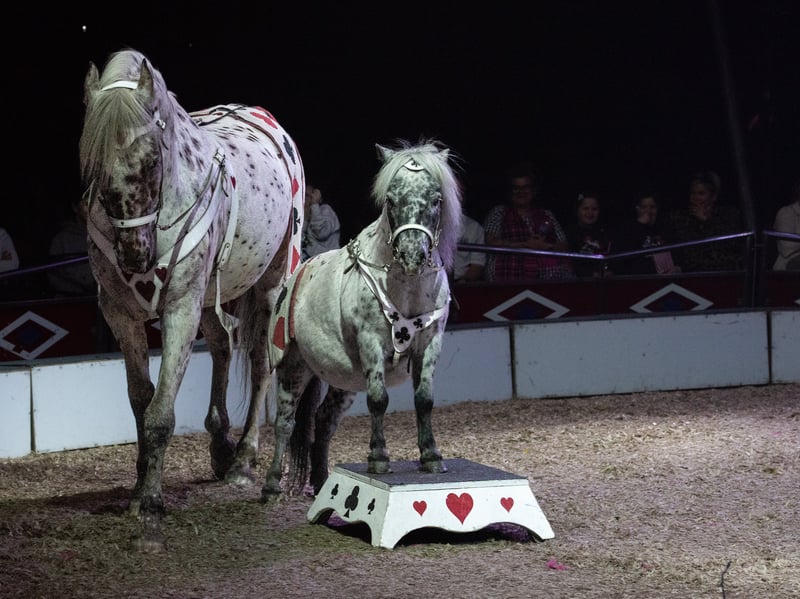 The Shetland Ponies are adored by the audience. Circus Mondao is in Thornton Cleveleys at the Norcross Car Boot Site until Sept 6th 2026. Photo: Lucinda Herbert
