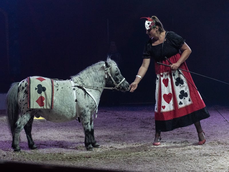 Miss Madeline with one of the adorable Shetland Ponies. Circus Mondao is in Thornton Cleveleys at the Norcross Car Boot Site until Sept 6th 2026. Photo: Lucinda Herbert