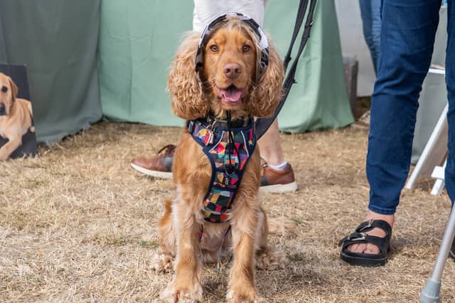 RSPCA Stubbington Ark Fete in Stubbington. Pictured by Alec Chapman