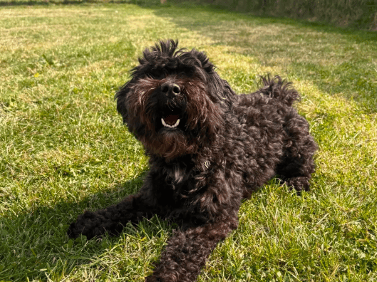 Jack is a lovely little lad. He can be nervous in new environments and sometimes when meeting new people, but once he has gained his confidence, he is a real sweet lad! He loves a fuss and will come sit on your knee for attention if given the opportunity!