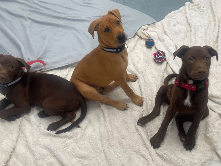 Newcastle Dog & Cat Shelter has a lovely litter of Crossbreed pups looking for their forever homes! Their Mum was Shar Pei X Staffordshire Bull Terrier, and Dad was Labrador X Sighthound. The pups are typical, confident, cheeky and energetic youngsters. They are likely to grow to be large adult dogs and so need families who are prepared for this.