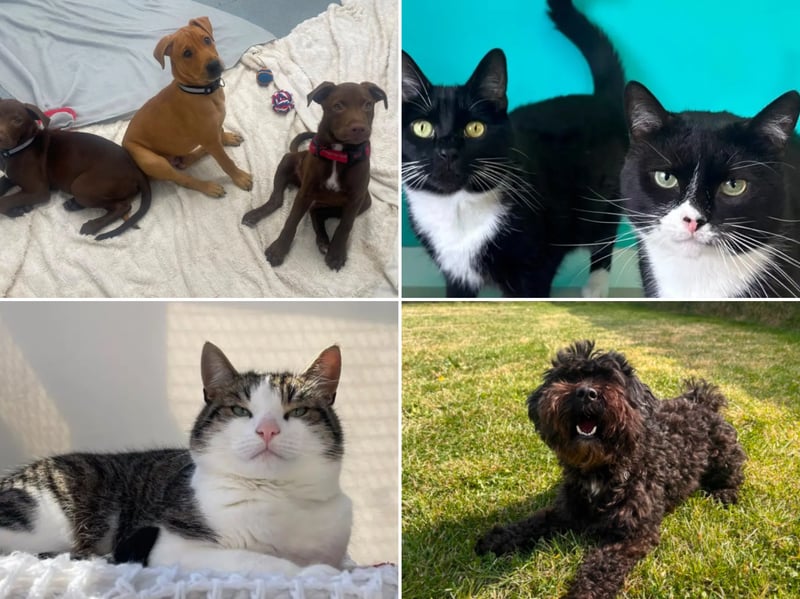 All these pets at Newcastle Dog & Cat Shelter are searching for a home.
