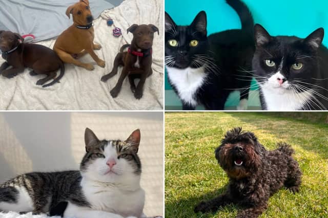 All these pets at Newcastle Dog & Cat Shelter are searching for a home.