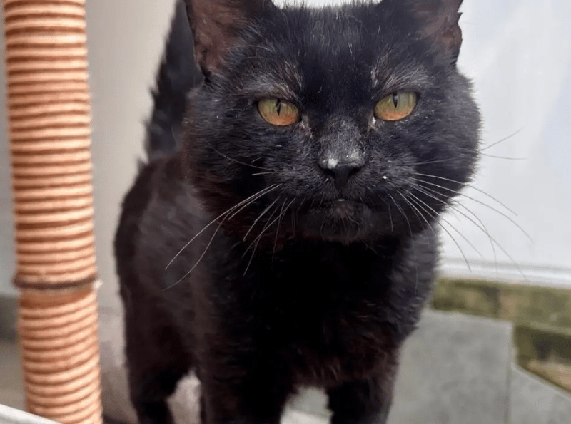 Pod is a lovely older chap who took a little while to settle in at the shelter. Initially, he was quite a worried boy when he first arrived and wasn’t sure of his new surroundings. However, now that he’s been there a little longer, he has begun being braver and will now accept strokes and treats from staff, as well as having a little explore outside of his pen.