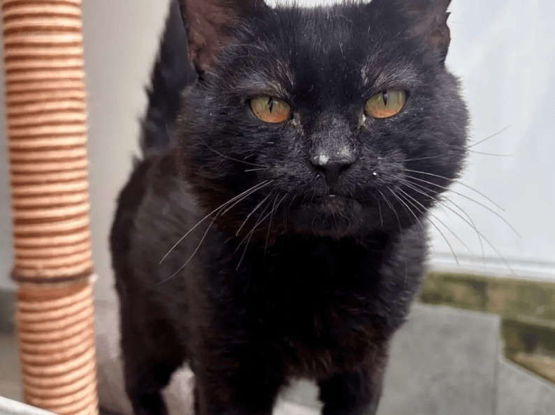 Pod is a lovely older chap who took a little while to settle in at the shelter. Initially, he was quite a worried boy when he first arrived and wasn’t sure of his new surroundings. However, now that he’s been there a little longer, he has begun being braver and will now accept strokes and treats from staff, as well as having a little explore outside of his pen.