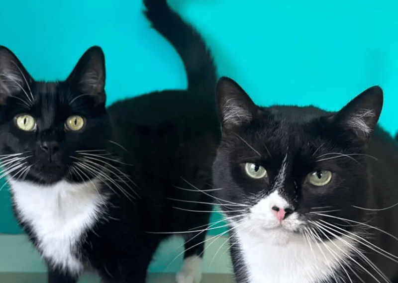 Coco and Soxs are a very sweet, but shy pair who have taken a little while to settle in to the shelter. Coco (left) spends a lot of her time hiding away in her cat tree, however, she will jump down if staff sit with her and she will happily come to have a little fuss made of her. Soxs (right) also typically spends most of his time hiding in their cat tree. He has taken a little longer to build his confidence with the team, but he has now begun rolling around on the floor next to them.