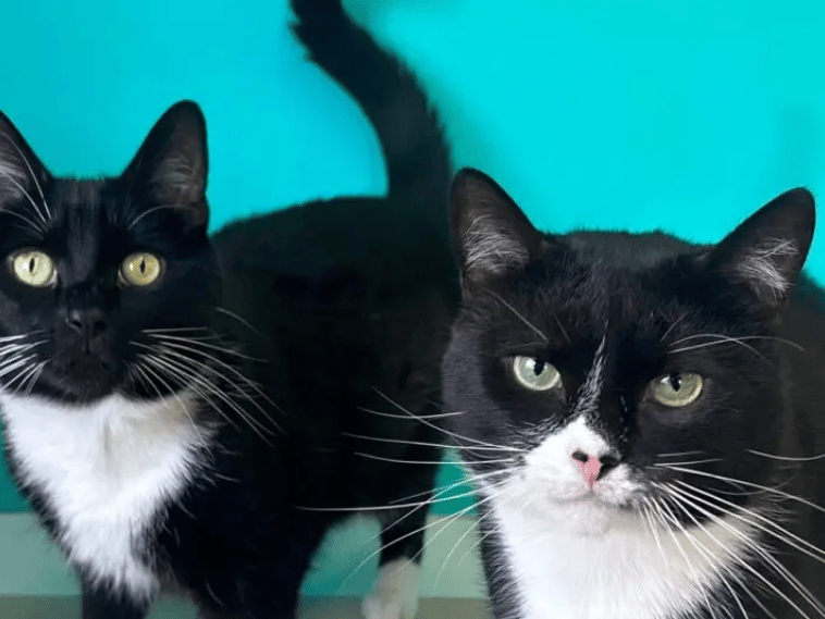 Coco and Soxs are a very sweet, but shy pair who have taken a little while to settle in to the shelter. Coco (left) spends a lot of her time hiding away in her cat tree, however, she will jump down if staff sit with her and she will happily come to have a little fuss made of her. Soxs (right) also typically spends most of his time hiding in their cat tree. He has taken a little longer to build his confidence with the team, but he has now begun rolling around on the floor next to them.