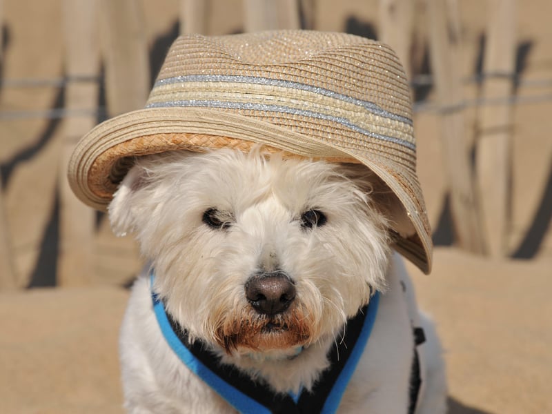 Cairn Terrier Dylan gets our vote for the coolest Holiday Monday photo and it was taken in 2019.