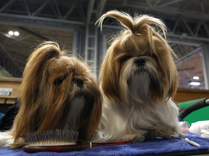 A perfect first pet for somebody looking for a house dog, the Shih Tzu is a friendly breed that needs little in the way of space or exercise. They are also highly intelligent and easy to train. 