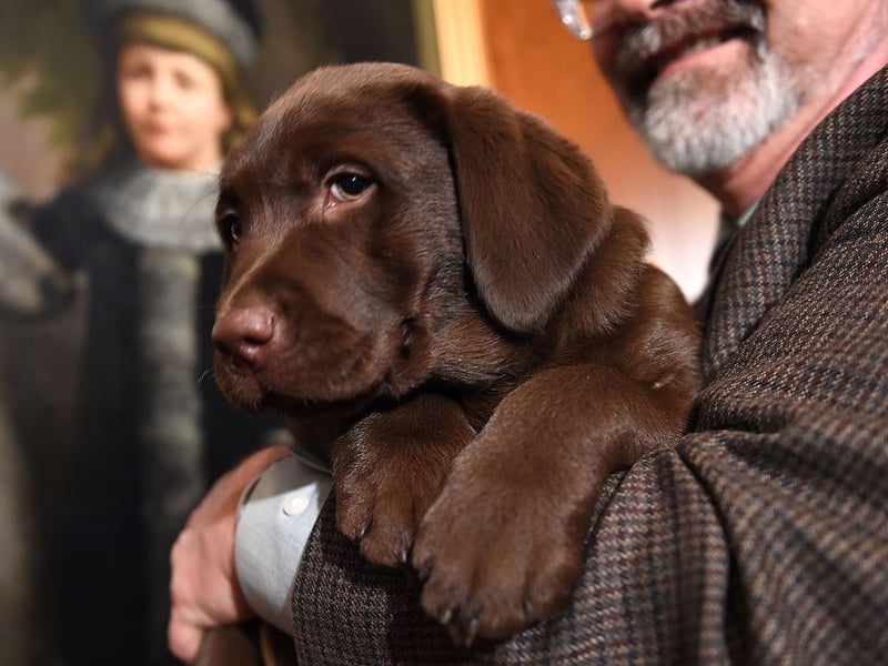 The most popular dog in the Britain is also a pretty good choice for a first time owner. The Labrador Retriever has the perfect combination of brains, beauty and friendliness. It should be noted though that they need regular exercise and don't like being left alone for long periods of time.