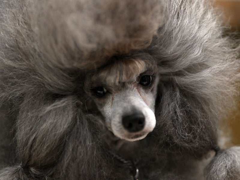 Poodles are incredibly intelligent dogs and have hypoallergenic coats - explaining their huge popularity around the world. They even come in three sizes - Standard, Miniature and Toy - so there's guaranteed to be one to suit your home and lifestyle. 