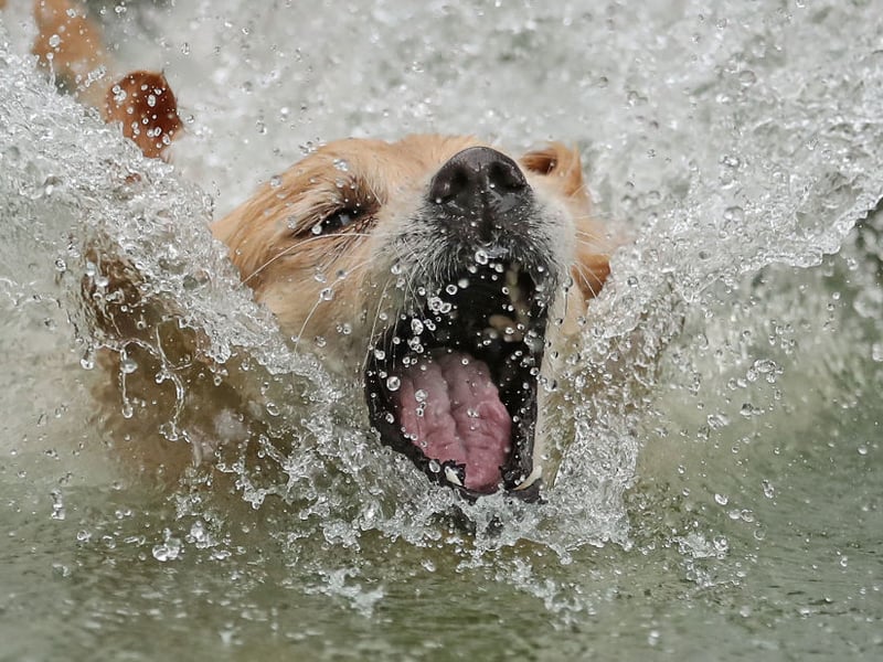 Golden Retrievers are gentle, patient, and affectionate. Their calm demeanor and high trainability make them ideal for novice owners, especially families or individuals seeking a loyal, loving companion.