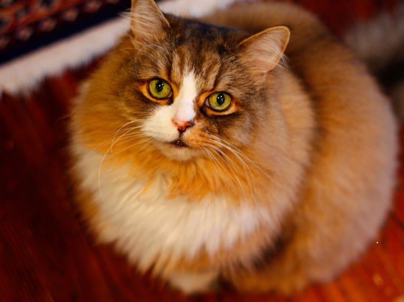 Ragamuffins are calm, sweet-natured cats that adore cuddling and being held when they have a catnap. Their patient temperament and affectionate behavior make them ideal for children, seniors, and multi-pet homes.
