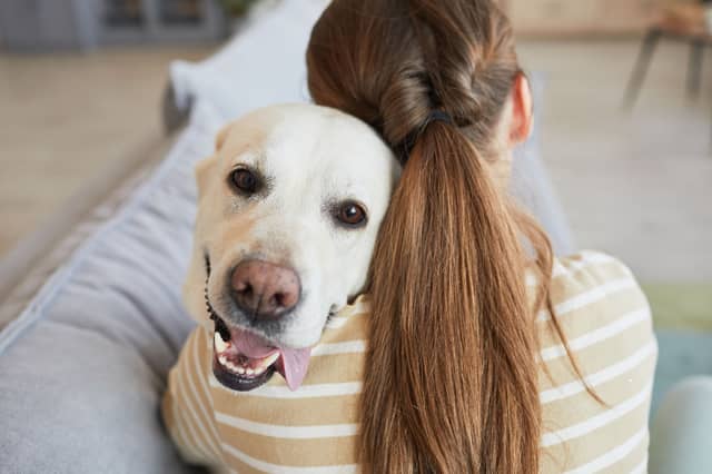 The Labrador is one of the breeds most popular with dog newbies.