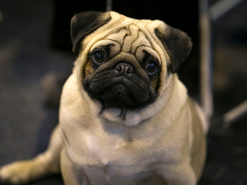Playful, charming and affectionate, Pugs thrive on human company and are pretty low maintenance. They don't need a huge amount of exercise and are happy living in the most modest of homes.